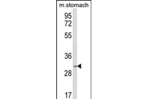 Western blot analysis of SFRS2 Antibody (Center) (ABIN650729 and ABIN2839421) in mouse stomach tissue lysates (35 μg/lane). (SRSF2 antibody  (AA 76-105))