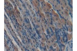 #VALUE! (Kallikrein 5 antibody  (AA 25-261))