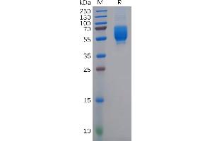 Selectin L (SELL) (AA 39-332) protein (His tag)