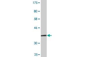 Western Blot detection against Immunogen (36. (NID2 antibody  (AA 1276-1375))