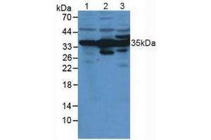 Rabbit Detection antibody from the kit in WB with Positive Control: Human liver lysate. (Annexin IV ELISA Kit)