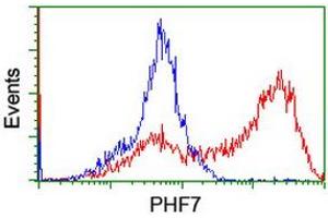 Image no. 2 for anti-PHD Finger Protein 7 (PHF7) (AA 155-381) antibody (ABIN1490977) (PHF7 antibody  (AA 155-381))