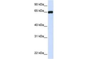 Image no. 1 for anti-Leucine Rich Repeat Containing 4C (LRRC4C) (AA 36-85) antibody (ABIN6741060) (LRRC4C antibody  (AA 36-85))