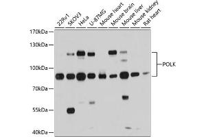 Western blot analysis of extracts of various cell lines, using POLK antibody (ABIN6133859, ABIN6145896, ABIN6145900 and ABIN6215527) at 1:1000 dilution. (POLK antibody  (AA 1-100))