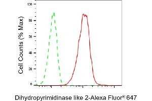 Flow cytometric analysis of Dihydropyrimidinase like 2 expression in C2C12 cells using Dihydropyrimidinase like 2 antibody (ABIN7798337), 1:2,000). (Recombinant DPYSL2 antibody)