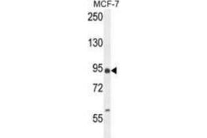 Western blot analysis in MCF-7 cell line lysates (35ug/lane) using EFHB Antibody (N-term). (EFHB antibody  (N-Term))