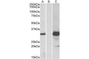 KCTD11 antibody  (Internal Region)