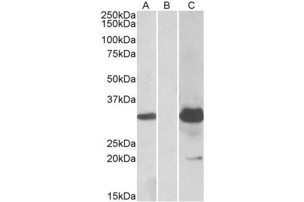 KCTD11 antibody  (Internal Region)