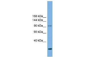 WB Suggested Anti-EXOC1 Antibody Titration: 0.