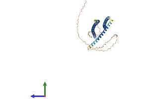 AlphaFold protein structure predicition of Human Recombinant KRT13 Protein, UniprotID P13646 (Cytokeratin 13 Protein (AA 1-458) (His tag))