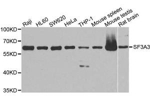 Western blot analysis of extracts of various cell lines, using SF3A3 antibody. (SF3A3 antibody  (AA 292-501))