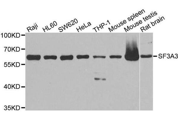 SF3A3 antibody  (AA 292-501)