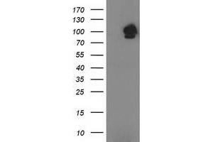Image no. 1 for anti-Signal Transducer and Activator of Transcription 5A (STAT5A) antibody (ABIN1501189) (STAT5A antibody)