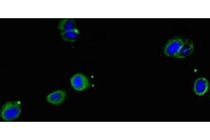 Immunofluorescent analysis of Hela cells using ABIN7169648 at dilution of 1:100 and Alexa Fluor 488-congugated AffiniPure Goat Anti-Rabbit IgG(H+L) (SRP19 antibody  (AA 2-144))