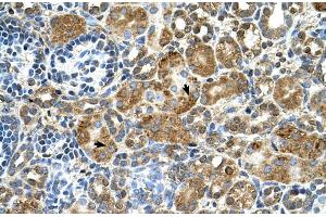 Human kidney (CSTB antibody  (Middle Region))