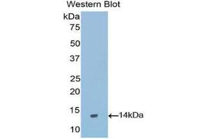 Western Blotting (WB) image for anti-Gonadotropin-Releasing Hormone 1 (Luteinizing-Releasing Hormone) (GNRH1) (AA 25-92) antibody (ABIN1173773) (GNRH1 antibody  (AA 25-92))