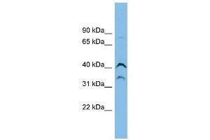 ASB7 antibody used at 1 ug/ml to detect target protein.