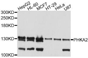 Western blot analysis of extracts of various cell lines, using PHKA2 antibody (ABIN5996377) at 1/1000 dilution.
