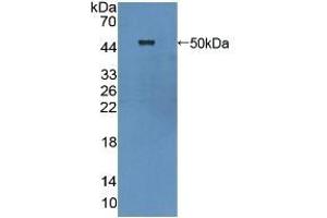 Cytohesin 1 抗体  (AA 1-398)