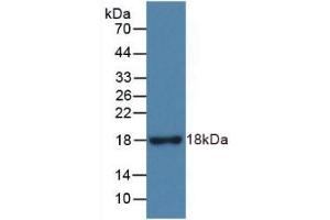 Detection of Recombinant RNASE3, Rat using Monoclonal Antibody to Ribonuclease A3 (RNASE3) (RNASE3 antibody  (AA 33-155))