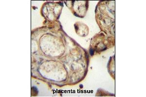 Immunohistochemistry (Paraffin-embedded Sections) (IHC (p)) image for anti-Sphingosine-1-Phosphate Phosphatase 1 (SGPP1) (AA 13-42), (N-Term) antibody (ABIN657152)