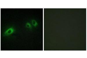 Immunofluorescence (IF) image for anti-Laminin, beta 1 (LAMB1) (C-Term) antibody (ABIN1850452) (Laminin beta 1 antibody  (C-Term))