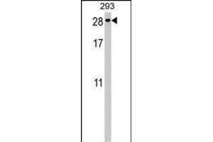 PTTG2 Antibody (Center) (ABIN1538490 and ABIN2848579) western blot analysis in 293 cell line lysates (35 μg/lane). (PTTG2 antibody  (AA 56-84))