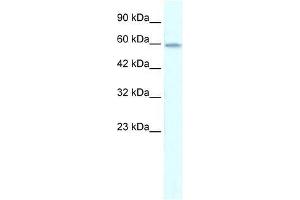 ZNF543 antibody used at 0. (ZNF543 antibody  (Middle Region))