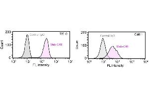 Renal cancer cell line 786-O and Caki-1 cells were treated with 1 g/mL Mab-C48 or control IgG and fluorescent dye-conjugated secondary antibody.