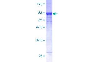 GALK2 Protein (AA 1-458) (GST tag)
