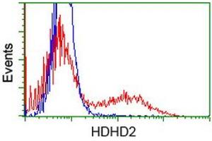 HEK293T cells transfected with either RC205967 overexpress plasmid (Red) or empty vector control plasmid (Blue) were immunostained by anti-HDHD2 antibody (ABIN2454527), and then analyzed by flow cytometry. (HDHD2 antibody)