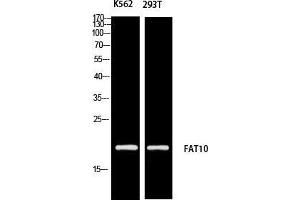 Western Blot (WB) analysis of K562 293T using FAT10 antibody.
