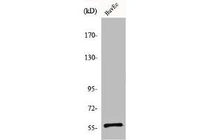 Western Blot analysis of HuvEc cells using CCDC4 Polyclonal Antibody (BEND4 antibody  (Internal Region))