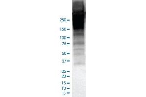 Western Blot analysis of human thyroid tissue lysate with TG monoclonal antibody, clone CL0164 .