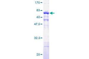 Actin, gamma 1 Protein (ACTG1) (AA 1-375) (GST tag)