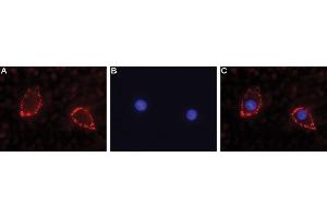 Expression of NLGN2 in rat PC12 cells - Cell surface detection of NLGN2 in intact living rat PC12 cells. (Neuroligin 2 antibody  (Extracellular))