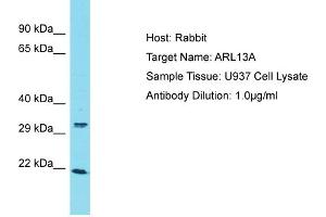 Host: Rabbit Target Name: ARL13A Sample Type: U937 Whole Cell lysates Antibody Dilution: 1.