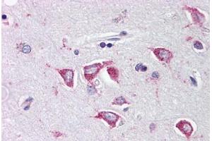 Human Brain, Cortex (formalin-fixed, paraffin-embedded) stained with PCBP4 antibody ABIN214462 at 2. (PCBP4 antibody  (C-Term))