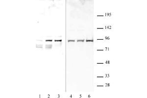 STAT1 phospho Ser727 pAb tested by Western blot. (STAT1 antibody  (pSer727))
