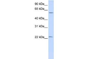WB Suggested Anti-LIN28 Antibody Titration:  0. (LIN28A antibody  (N-Term))