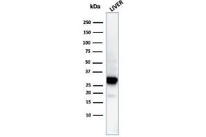 Western Blot Analysis of human liver tissue lysate using Prohibitin Mouse Monoclonal Antibody (PHB/3194). (Prohibitin antibody  (AA 167-261))