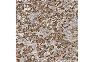 Immunohistochemical staining of human adrenal gland with PCDHB4 polyclonal antibody  shows strong cytoplasmic positivity in cortical cells.