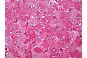Immunohistochemical staining (Formalin-fixed paraffin-embedded sections) of human liver with FTH1 monoclonal antibody, clone 3F8  at 1:200 dilution.