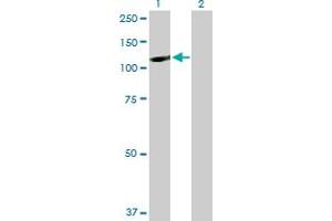 Western Blot analysis of HELLS expression in transfected 293T cell line by HELLS MaxPab polyclonal antibody. (HELLS antibody  (AA 1-838))