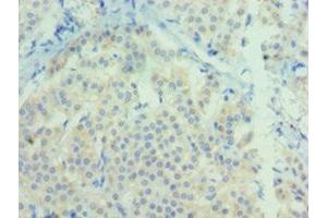 Immunohistochemistry of paraffin-embedded human adrenal gland tissue using ABIN7161467 at dilution of 1:100 (Neurotrophin 3 antibody  (AA 19-257))