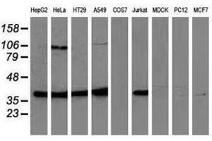 Image no. 2 for anti-Mitogen-Activated Protein Kinase 12 (MAPK12) antibody (ABIN1499302) (MAPK12 antibody)