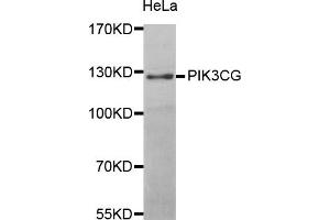Western blot analysis of extracts of HeLa cell line, using PIK3CG antibody. (PIK3 gamma antibody)