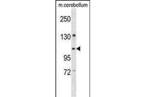 KIF5B Antibody (C-term) (ABIN1537634 and ABIN2848570) western blot analysis in mouse cerebellum tissue lysates (35 μg/lane). (KIF5B antibody  (C-Term))