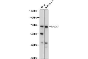 Western blot analysis of extracts of various cell lines, using NFE2L3 antibody (ABIN7268971) at 1:1000 dilution. (NFE2L3 antibody  (AA 300-550))