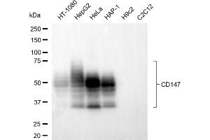Western blotting analysis using CD147 antibody (ABIN7797735). (CD147 antibody)